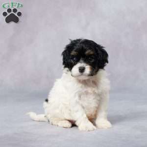 Oria, Cavapoo Puppy